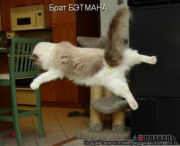 Брат БЭТМАНА.... Котоматрица: Брат БЭТМАНА.