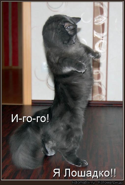 И-го-го! Я Лошадко!!... Котоматрица: И-го-го! Я Лошадко!!