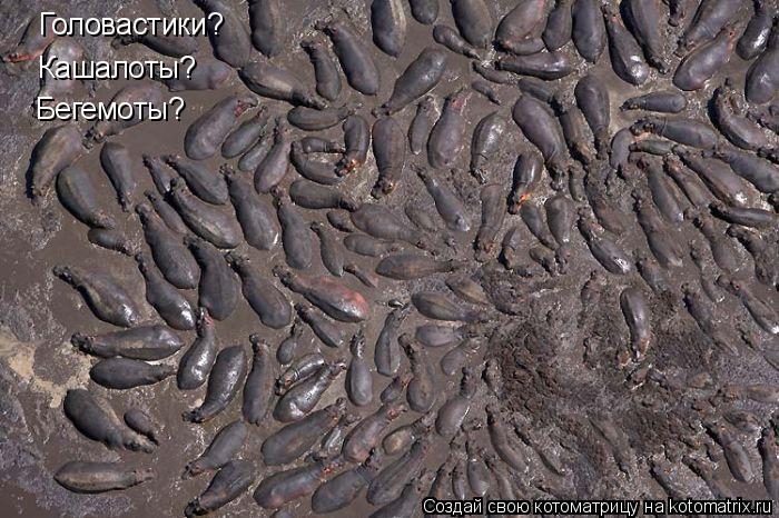 Головастики? Кашалоты? Бегемоты?... Котоматрица: Головастики? Кашалоты? Бегемоты?