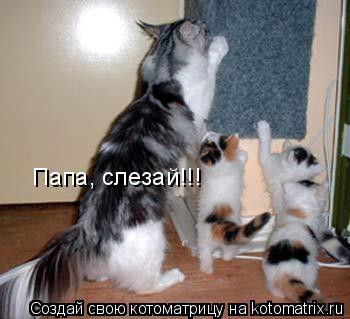 Папа, слезай!!!... Котоматрица: Папа, слезай!!!
