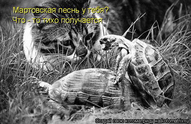 Мартовская песнь у тебя? Что - то тихо получается... Котоматрица: Мартовская песнь у тебя? Что - то тихо получается