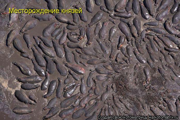 Месторождение князей... Котоматрица: Месторождение князей