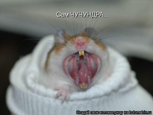 Сам ЧУЧУНДРА...... Котоматрица: Сам ЧУЧУНДРА...