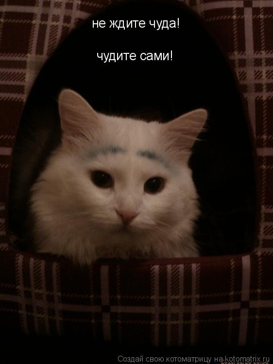 Котоматрица: не ждите чуда!  чудите сами!