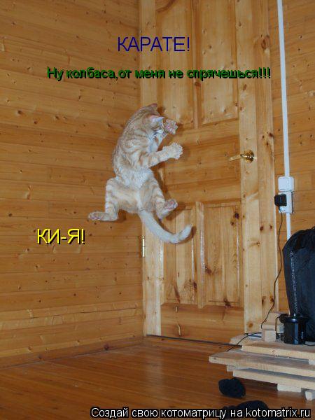 Котоматрица: КАРАТЕ! КИ-Я! Ну колбаса,от меня не спрячешься!!!