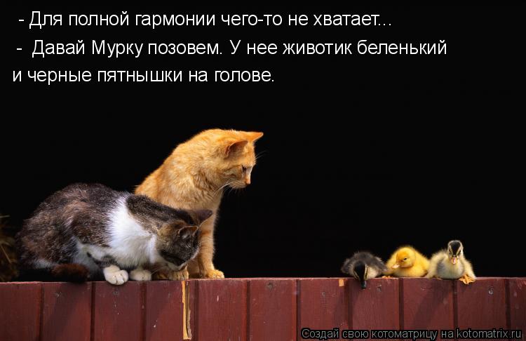 Котоматрица: - Для полной гармонии чего-то не хватает... и черные пятнышки на голове. -  Давай Мурку позовем. У нее животик беленький