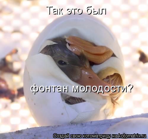 Котоматрица: Так это был фонтан молодости?