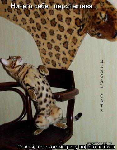 Котоматрица: Ничего себе...перспектива...