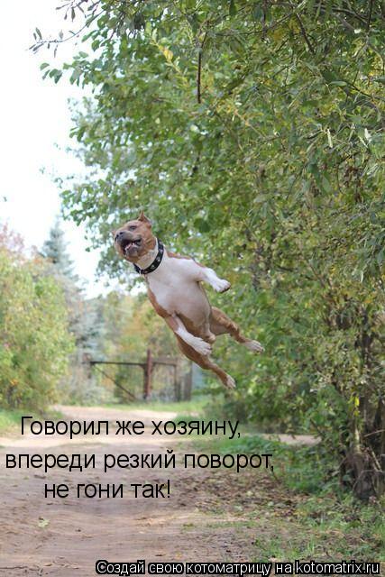 Котоматрица: Говорил же хозяину, впереди резкий поворот, не гони так!