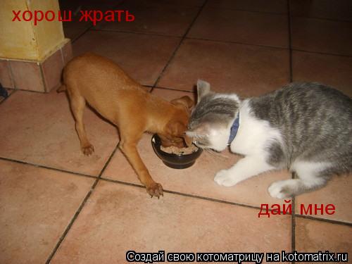 Котоматрица: хорош жрать дай мне