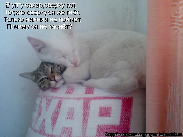 Котоматрица: В углу сахар,сверху кот, Тот,кто сверху,он же гнёт. Только нижний не поймёт, Почему он не заснёт?