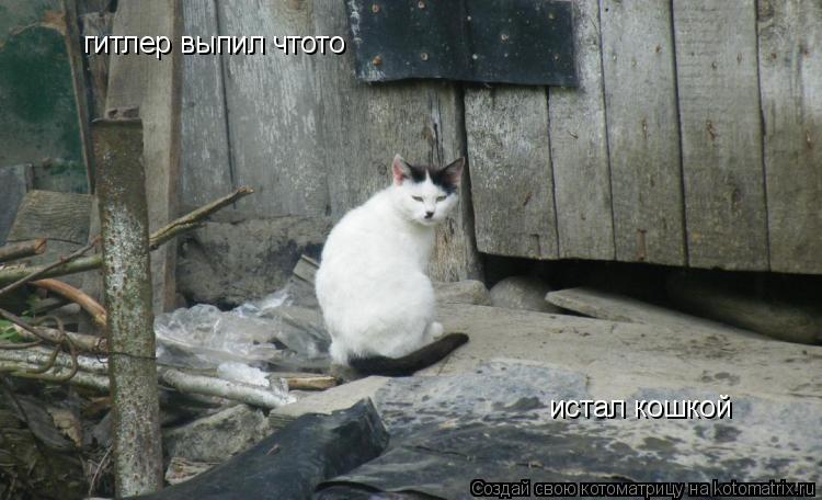 Котоматрица: гитлер выпил чтото  истал кошкой
