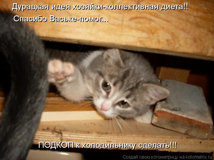 Дурацкая идея хозяйки-коллективная диета!! Спасибо Ваське-помог... ПОДКОП к холодильнику сделать!!!... Котоматрица: Дурацкая идея хозяйки-коллективная диета!! Спасибо Ваське-помог... ПОДКОП к холодильнику сделать!!!