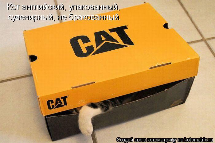 Кот английский, упакованный, сувенирный, не бракованный.... Котоматрица: Кот английский, упакованный, сувенирный, не бракованный.