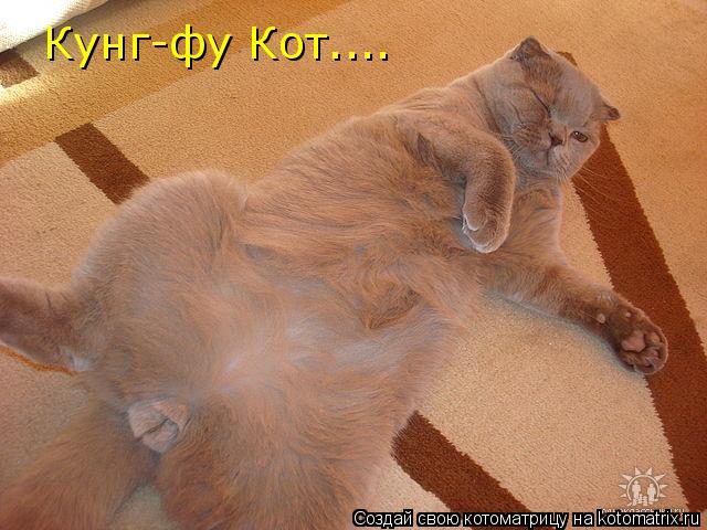 Кунг-фу Кот....... Котоматрица: Кунг-фу Кот....