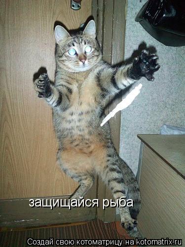 Котоматрица: защищайся рыба