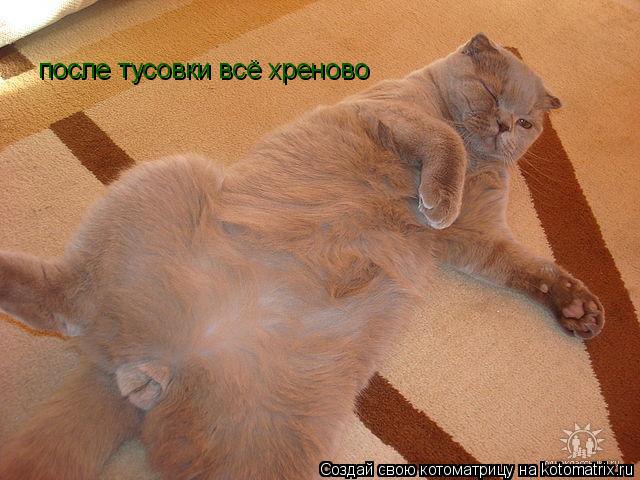 после тусовки всё хреново... Котоматрица: после тусовки всё хреново