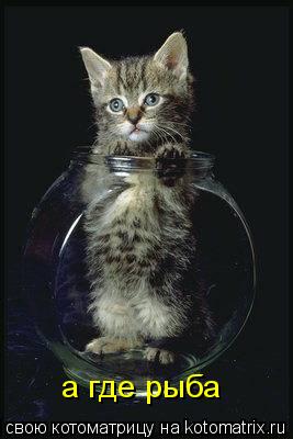 а где рыба... Котоматрица: а где рыба