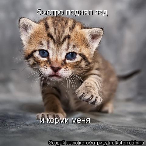 быстро поднял зад и корми меня... Котоматрица: быстро поднял зад и корми меня