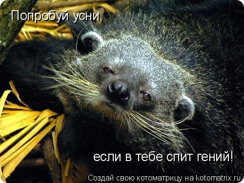 Попробуй усни, если в тебе спит гений!... Котоматрица: Попробуй усни, если в тебе спит гений!