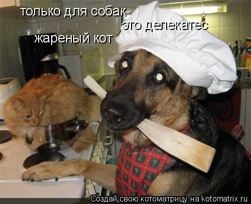 Котоматрица: только для собак это делекатес жареный кот