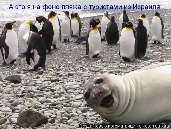 Котоматрица: А это я на фоне пляжа с туристами из Израиля