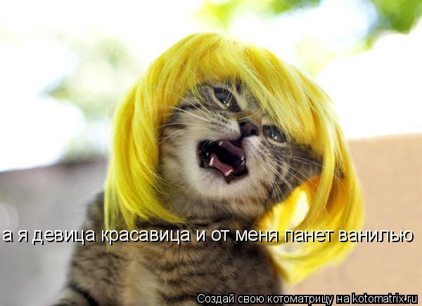 Котоматрица: а я девица красавица и от меня панет ванилью