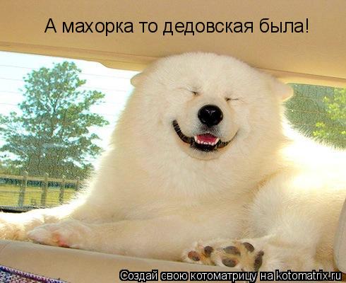 А махорка то дедовская была!... Котоматрица: А махорка то дедовская была!