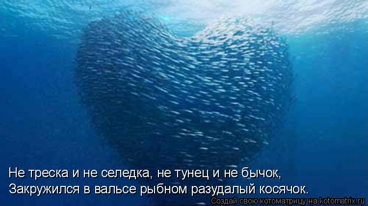 Котоматрица: Закружился в вальсе рыбном разудалый косячок. Не треска и не селедка, не тунец и не бычок,