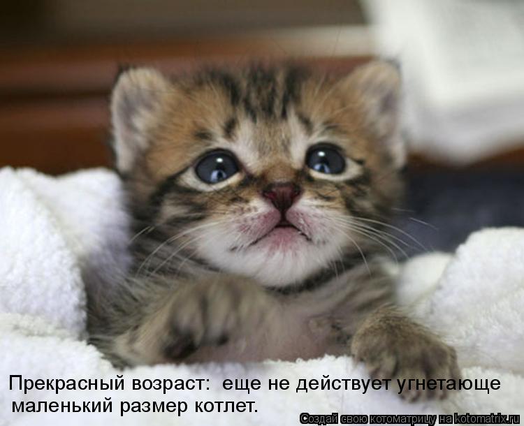 Прекрасный возраст: еще не действует угнетающе маленький размер котлет.... Котоматрица: Прекрасный возраст: еще не действует угнетающе маленький размер котлет.