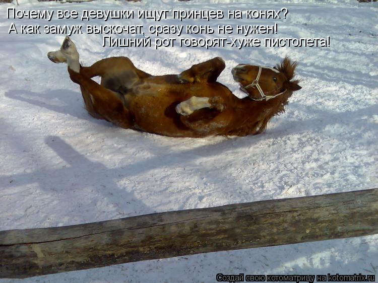 Котоматрица: Почему все девушки ищут принцев на конях? А как замуж выскочат, сразу конь не нужен! Лишний рот говорят-хуже пистолета!