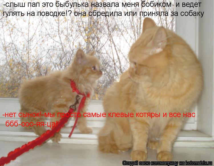 Котоматрица: -слыш пап это быбуль к -слыш пап это быбулька назвала меня бобиком  и ведет  гулять на поводке!? она сбредила или приняла за собаку -нет сынок!-