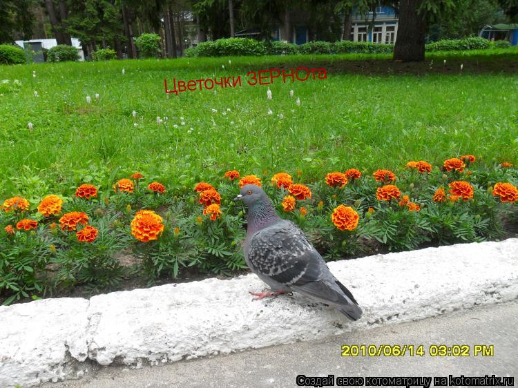 Котоматрица: Цветочки ЗЕРНОта