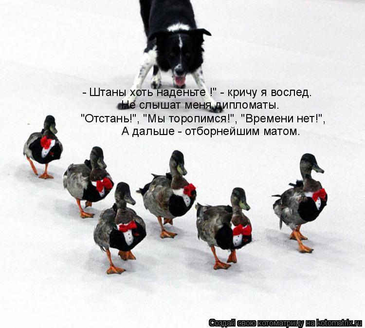 Котоматрица: - Штаны хоть наденьте !" - кричу я вослед. Не слышат меня дипломаты. "Отстань!", "Мы торопимся!", "Времени нет!", А дальше - отборнейшим матом.