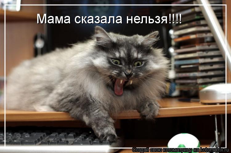 Котоматрица: Мама сказала нельзя!!!!