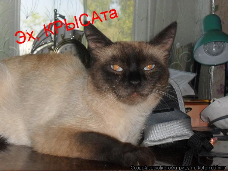 Котоматрица: Эх, КРЫСАта