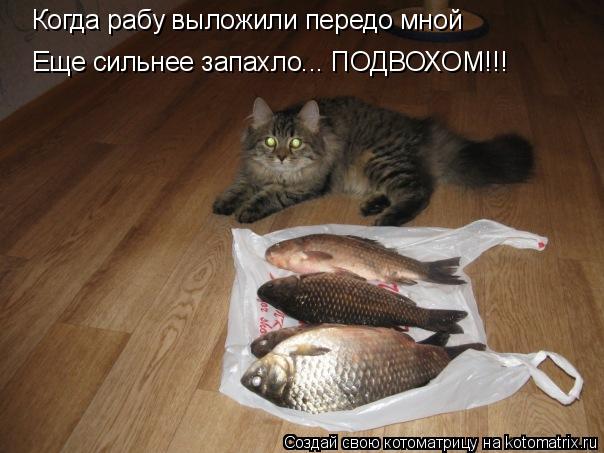 Котоматрица: Когда рабу выложили передо мной  Еще сильнее запахло... ПОДВОХОМ!!!