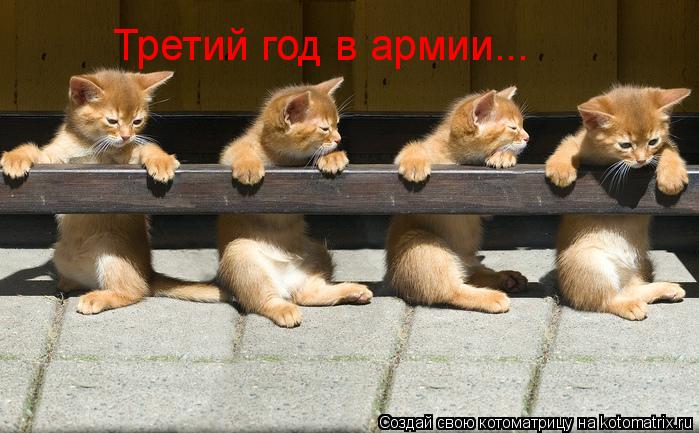 Котоматрица: Третий год в армии...
