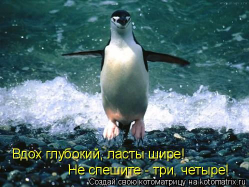 Котоматрица: Вдох глубокий, ласты шире!  Не спешите - три, четыре!
