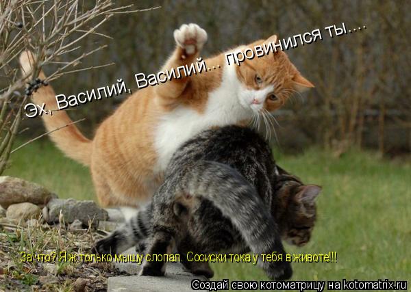 Котоматрица: Эх, Василий, Василий... провинился ты.... За что? Я ж только мышу слопал. Сосиски тока у тебя в животе!!!