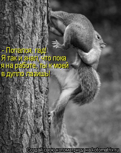 Котоматрица: - Попался, гад! Я так и знал, что пока я на работе, ты к моей в дупло лазишь!