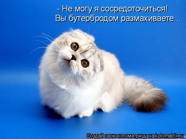 Котоматрица: - Не могу я сосредоточиться! Вы бутербродом размахиваете...