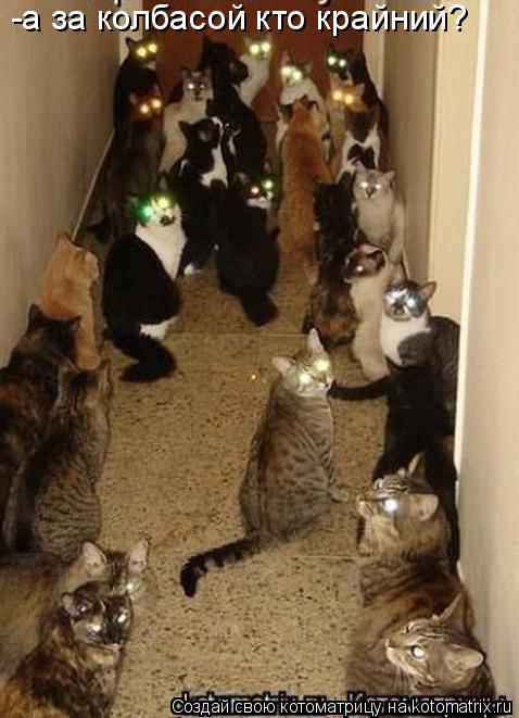 Котоматрица: -а за колбасой кто крайний?