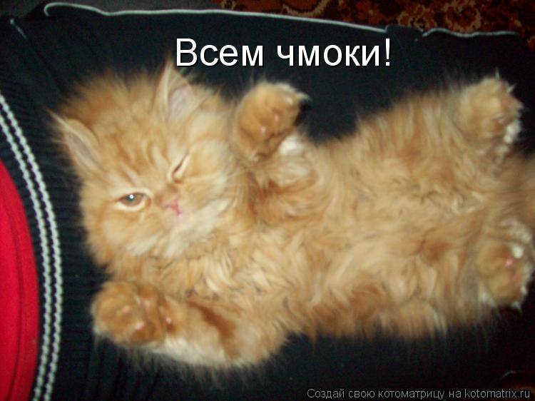 Котоматрица: Всем чмоки!