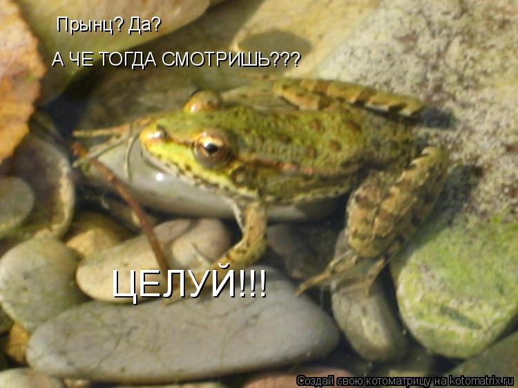 Котоматрица: Прынц? Да?  А ЧЕ ТОГДА СМОТРИШЬ??? ЦЕЛУЙ!!!
