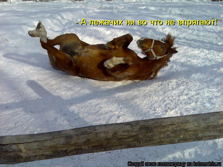 Котоматрица: - А лежачих ни во что не впрягают!