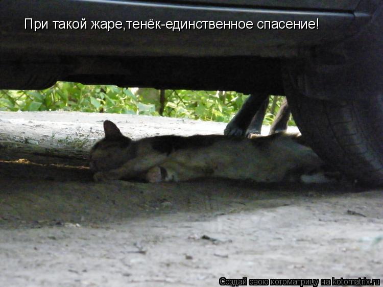 Котоматрица: При такой жаре,тенёк-единственное спасение!