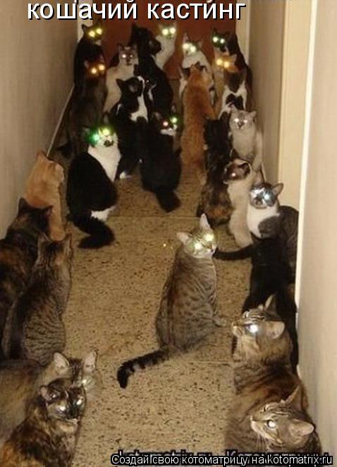 Котоматрица: кошачий кастинг