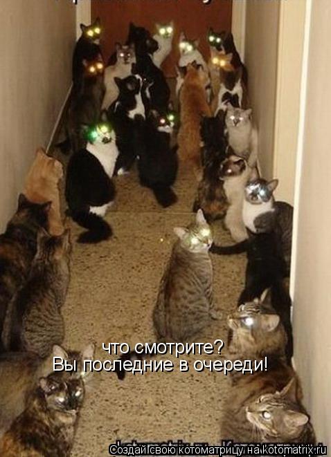 Котоматрица: что смотрите? Вы последние в очереди!