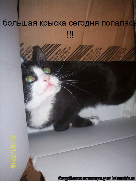 Котоматрица: большая крыска сегодня попалась... !!!
